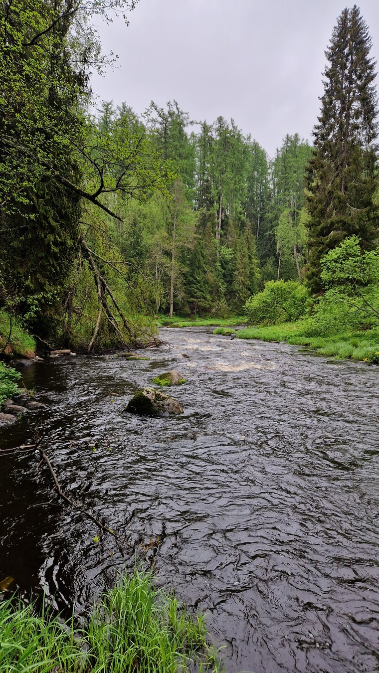 За рассветом в Линдуловскую рощу — из Питера (7/13)