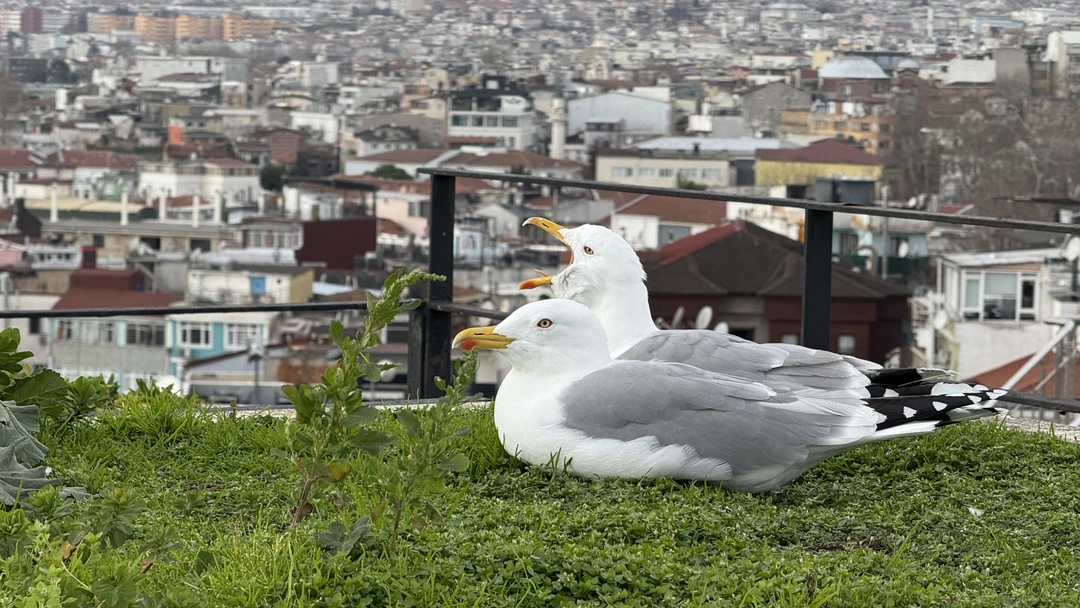 Спасибо Майе за очень интересную экскурсию, провела по таким местам, куда рядовой турист сам бы точно