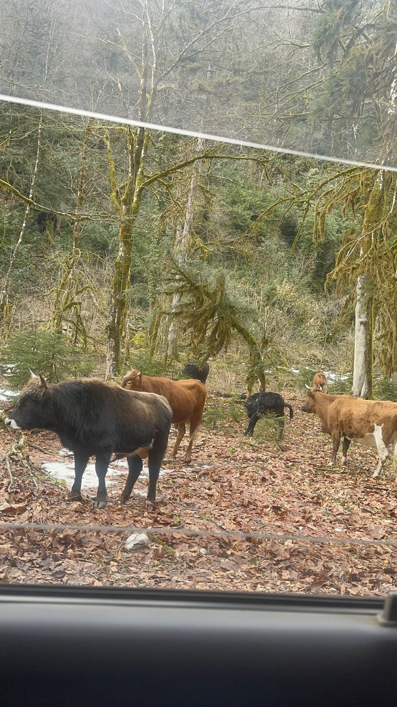 Душевная экскурсия в сердце Абхазии (из Гагры) (Виктория)