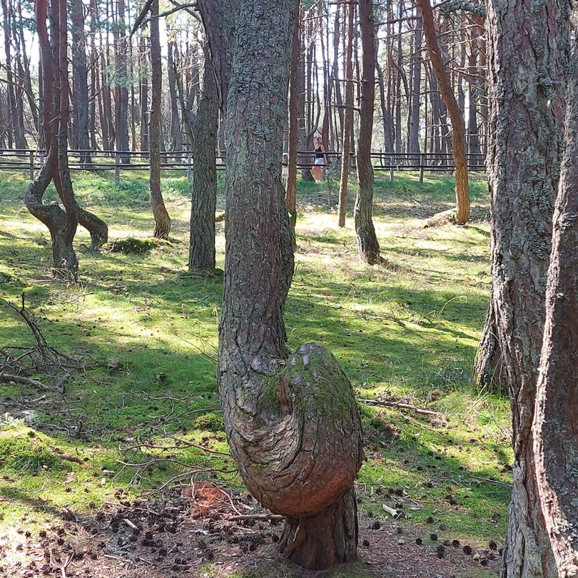 Идиллическая Куршская коса (Анна)