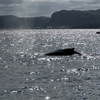 Фото отзыва 2: экскурсия "Море впечатлений в Баренцевом море"