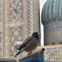 Фото отзыва 2: экскурсия "Обзорная экскурсия по Самарканду в мини-группе"