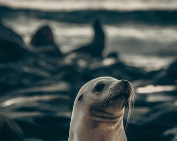 Малые Шантарские острова и остров Беличий