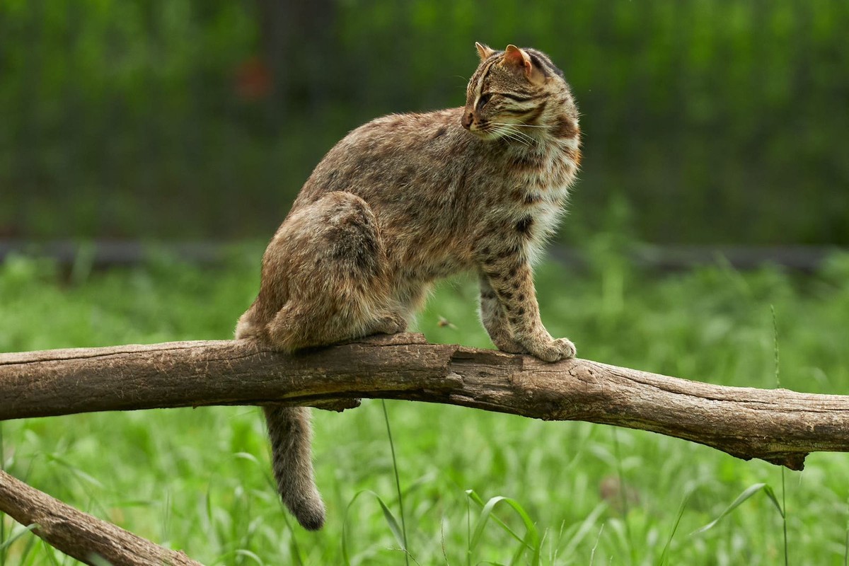 Три бухты Уссурийского залива, игорный комплекс и Сафари-парк (10/10)