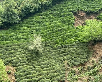 Ботанический сад и озеро Узунгёль