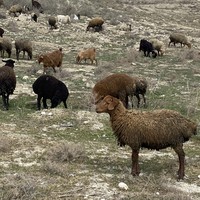 Фото отзыва 2: экскурсия "Из Баку — к марсианским пейзажам и розовому озеру (в мини-группе)"