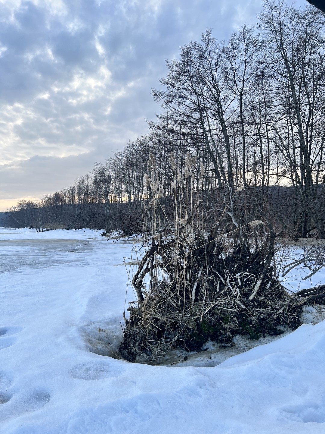 Куршская коса: природа и история (Коростелева)