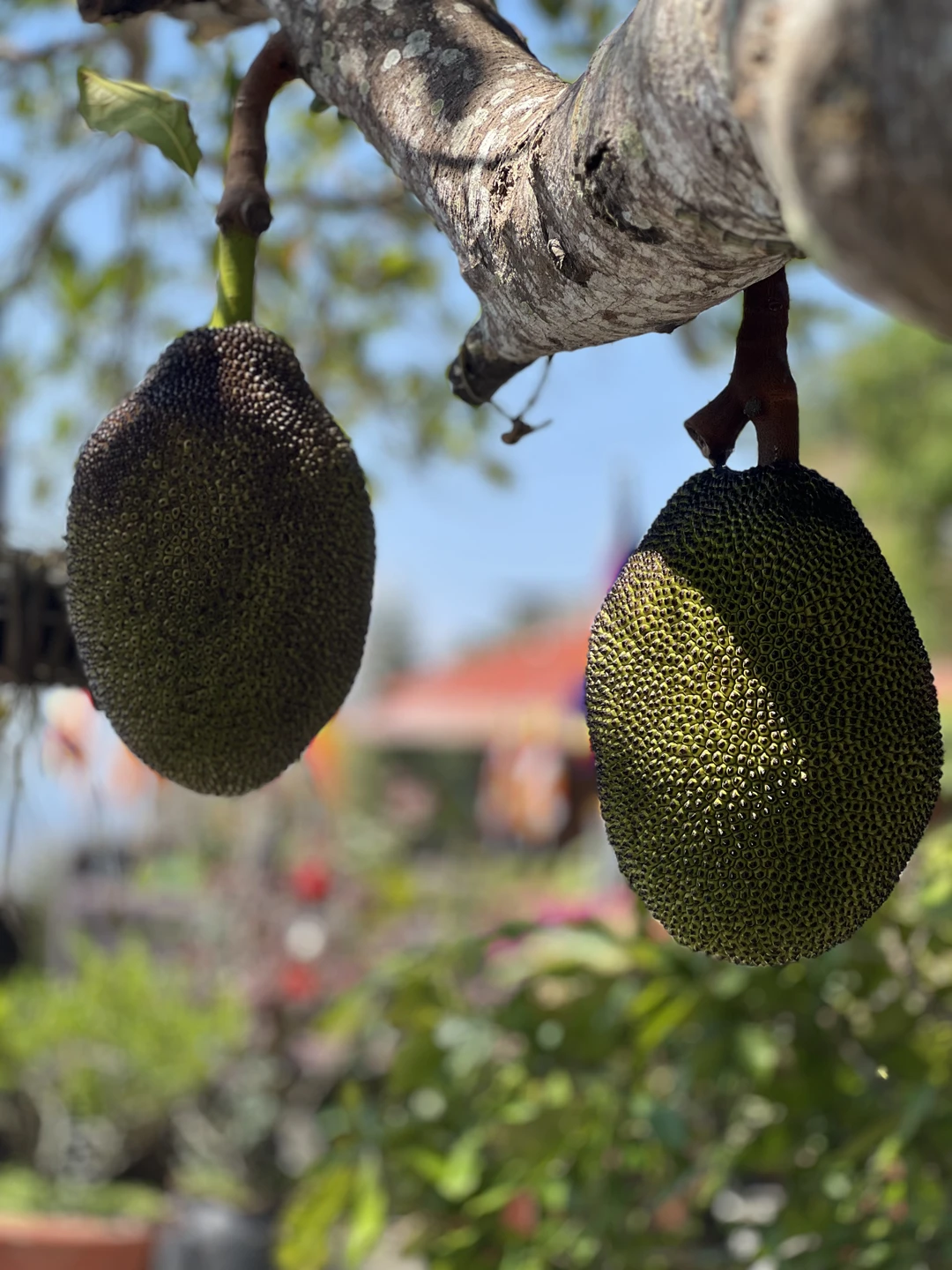 Потрясающая экскурсия, невероятно красивые виды, пение райских птиц, священная гора Таку просто оазис спокойствия и умиротворения