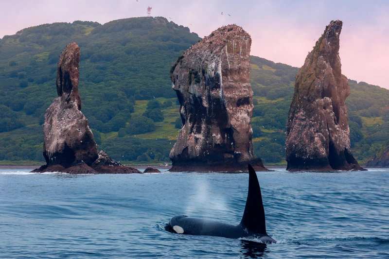 На Камчатку с вулканологом: VIP-экспедиция с прогулкой на вертолёте, рыбалкой, баней и деликатесами