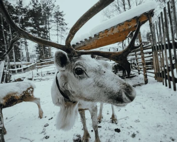 Деревня саамов и погружение в культуру