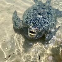 Фото отзыва 2: экскурсия "Южная провинция Шри-Ланки на авто"