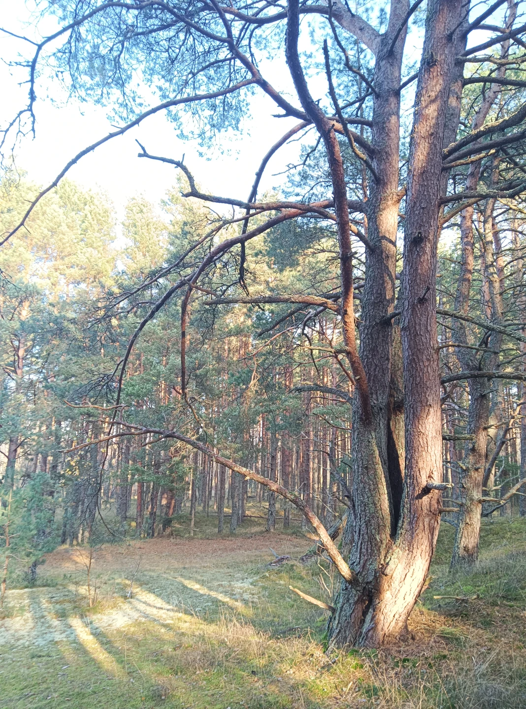 Спасибо! Очень хорошо. Отвечают в чатах и по телефону информативно и быстро, выезд из Зеленоградска удобный