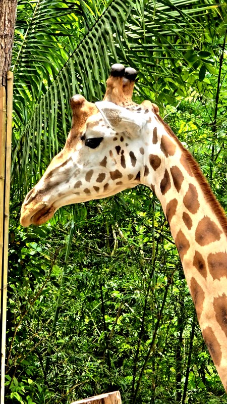 Сафари-парк Себу: день среди дикой природы
