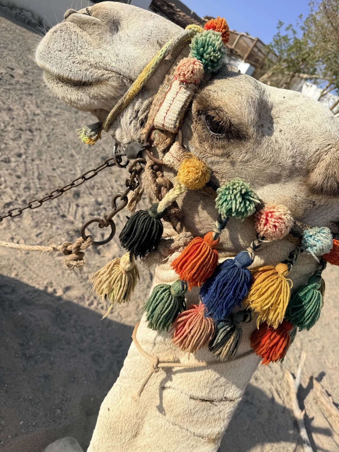 Ночная прогулка на верблюдах по-бедуински (Ирина)