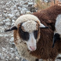 Фото отзыва 8: экскурсия "Все красоты Хунзаха"