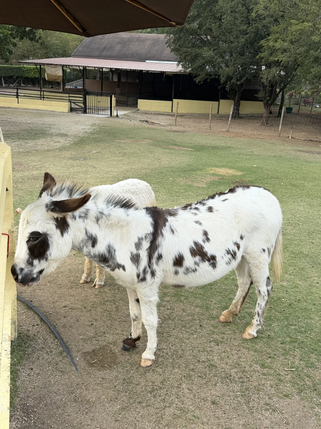 Ольга-приятный собеседник, комфортабельный автомобиль,экскурсия хорошо организована. Это наша не первая винодельня, ее уровень на высоте. Если