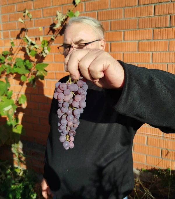 Фото - Экскурсия: "В гостях у виноградаря: дегустация в Павловском Посаде"