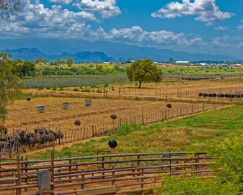 Оудсхорн - «страусиная столица мира»
