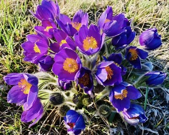 Алтайское холмогорье