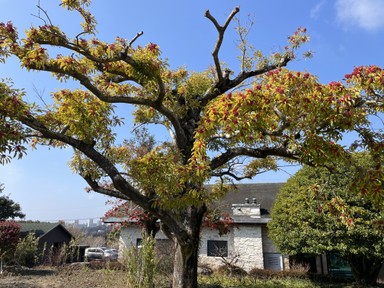 Фото отзыва 3: экскурсия "Чеджу — остров, куда хочется вернуться"