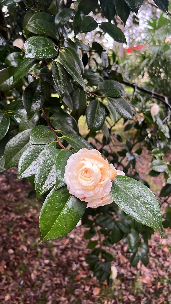 Привет, дорогая!