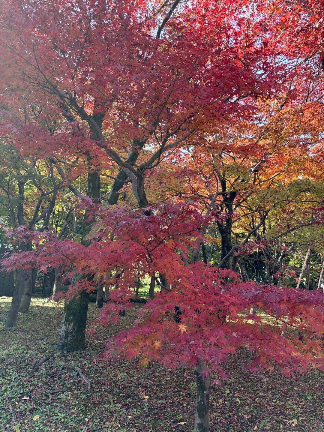 С удовольствием побывали на экскурсии с Аэлитой. Нам понравилась идея велосипедной прогулки по Токио. Самостоятельно мы
