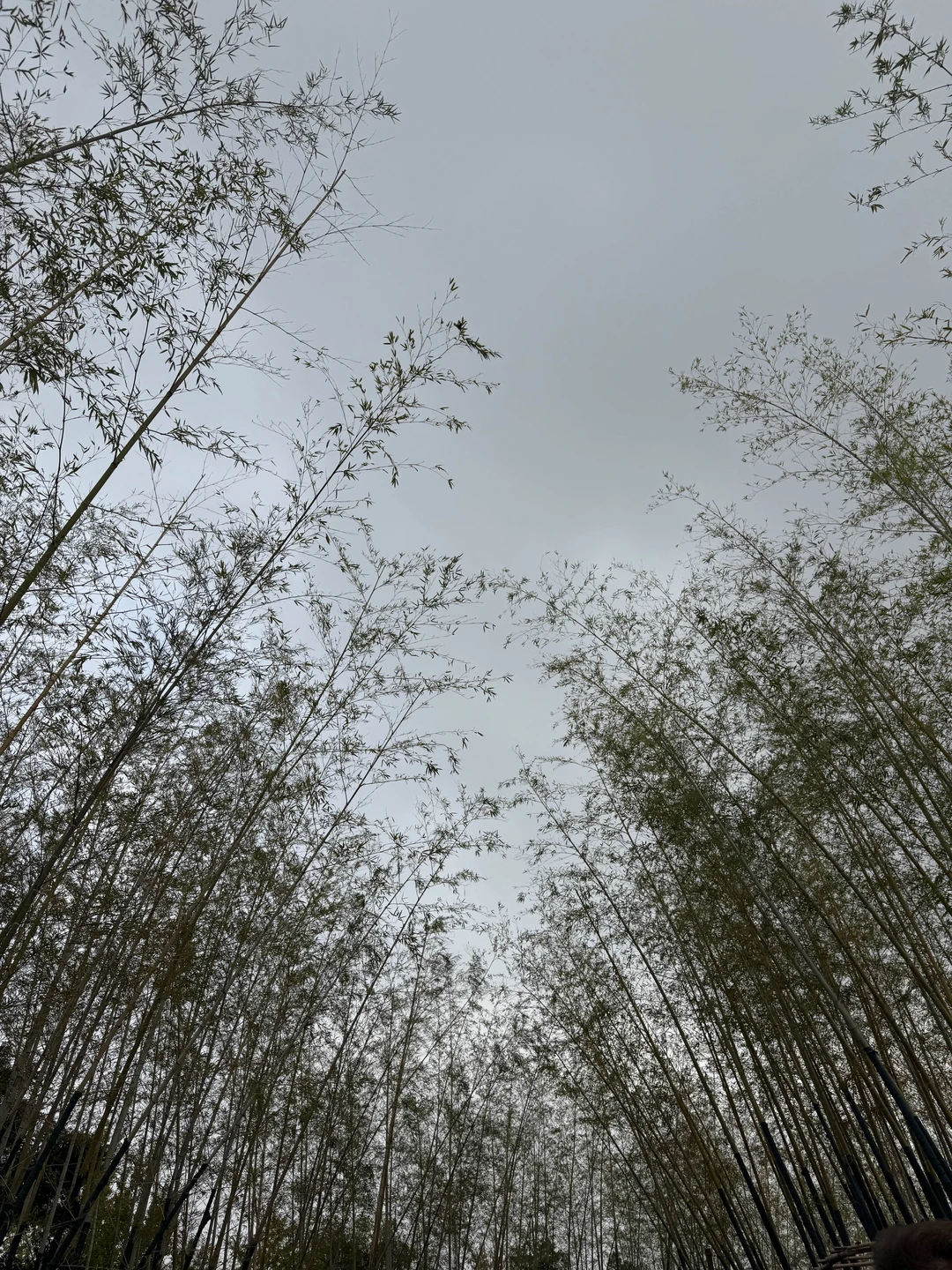 Чжуцзяцзяо - шанхайская Венеция (Мария)