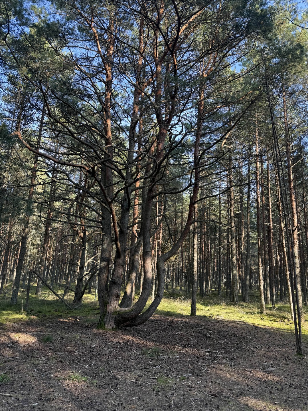 Очень понравилась экскурсия💖 прошли все места на Куршской косе, покушали очень вкусную шаурму (я ела с