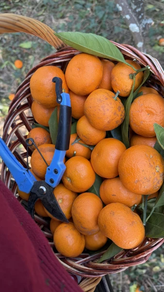 Необыкновенная Абхазия - в индивидуальном формате из Сочи (Гайворонская)