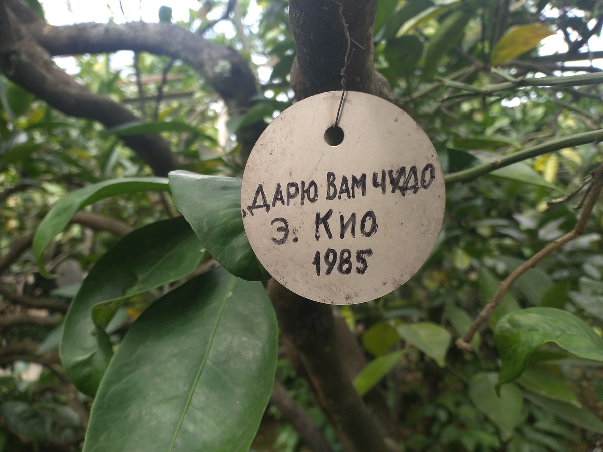 Дерево Дружбы: история об уникальном ботаническом эксперименте (9/9)