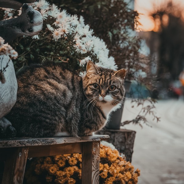Рождество в Кранце