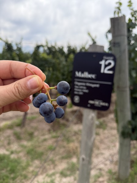 Это был невероятный день, наполненный яркими впечатлениями. Оливковая роща с дегустацией оливок, шампанерия и невероятный обед