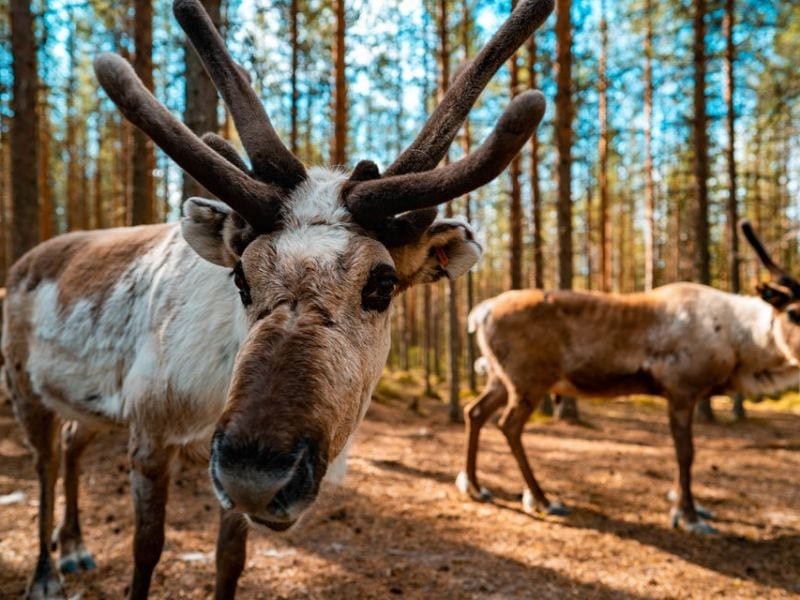 Олени и хаски: в гостях у Талви Укко