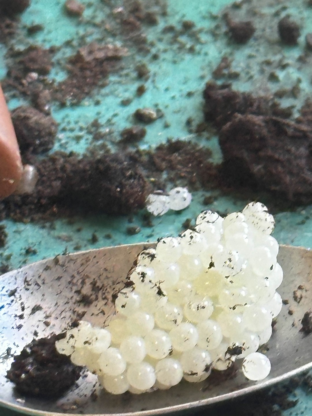 Гастроэкскурсия по первой улиточной ферме в Адлерском районе (Мария)