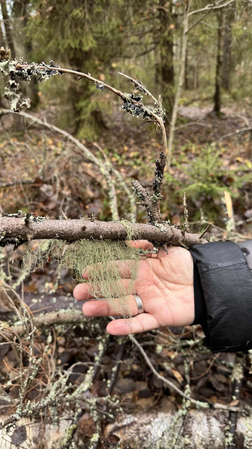 Карелия заповедная: прогулка по экотропе (Светлана)