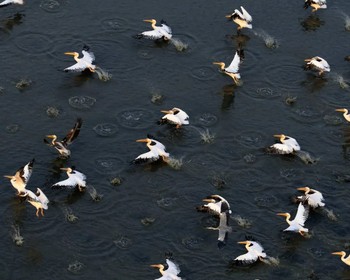 Любуемся тюльпанами и наблюдаем за птицами, "Одинокий тополь", "Золотая обитель Будды Шакьямуни", прогулка по Элисте