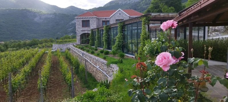 Винные дороги Черногории