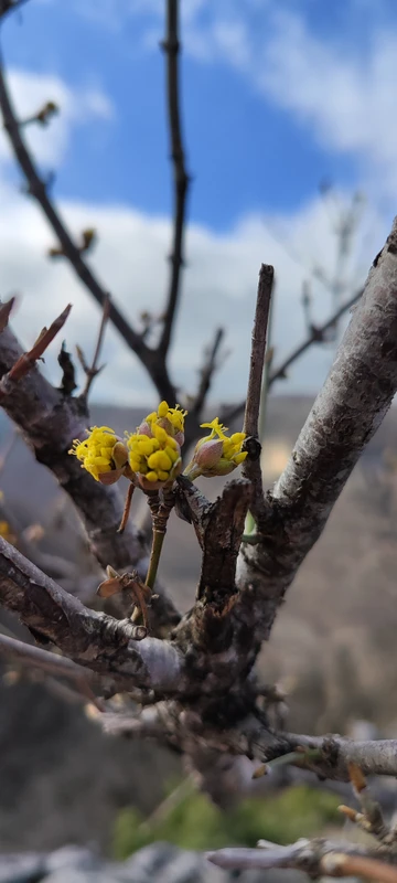 Треккинг в мини-группе по сказочным ущельям Адыгеи в поисках весны