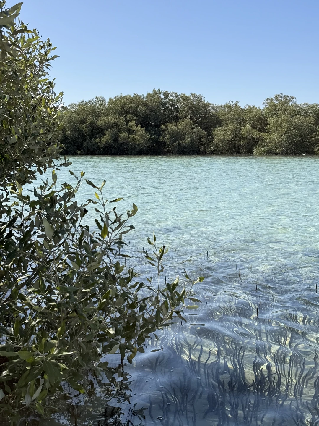 Я возлагал очень большие надежды на эту экскурсию, так как мечтал насладиться подводным видом Красного моря