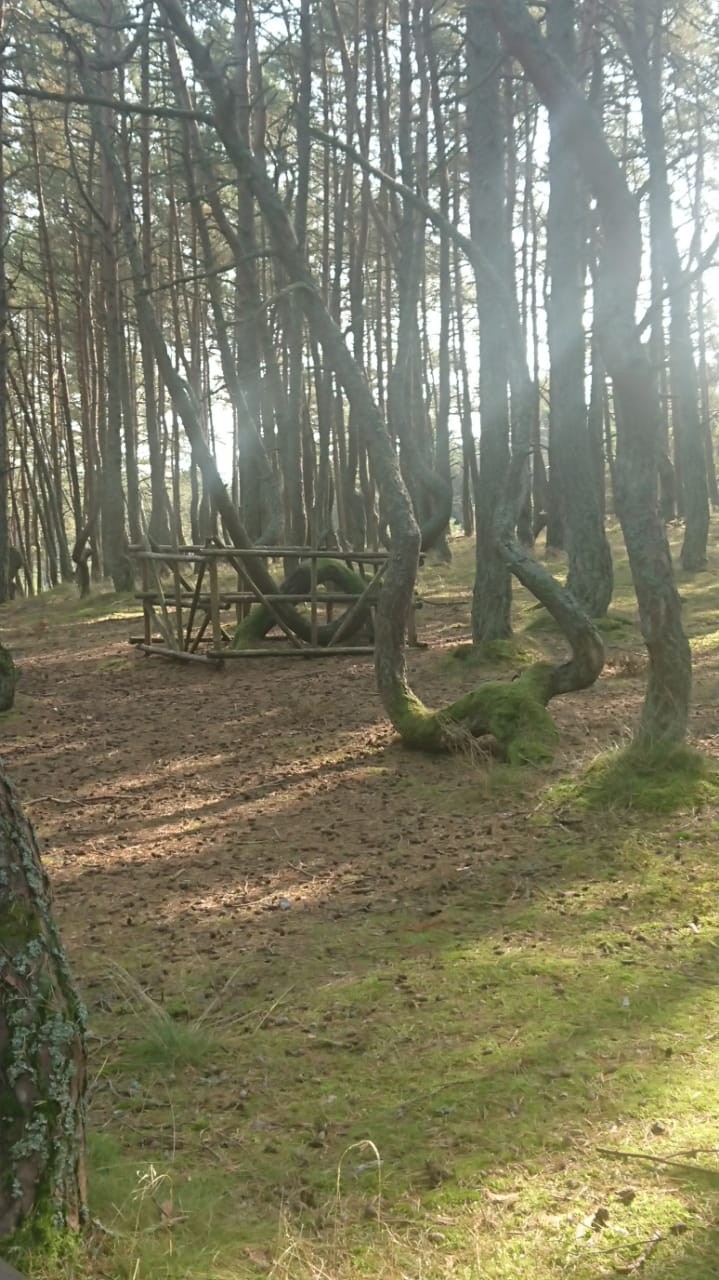 Калинград очень интересное место, очень советую всем, это и история, и природа, и гастрономическое место.