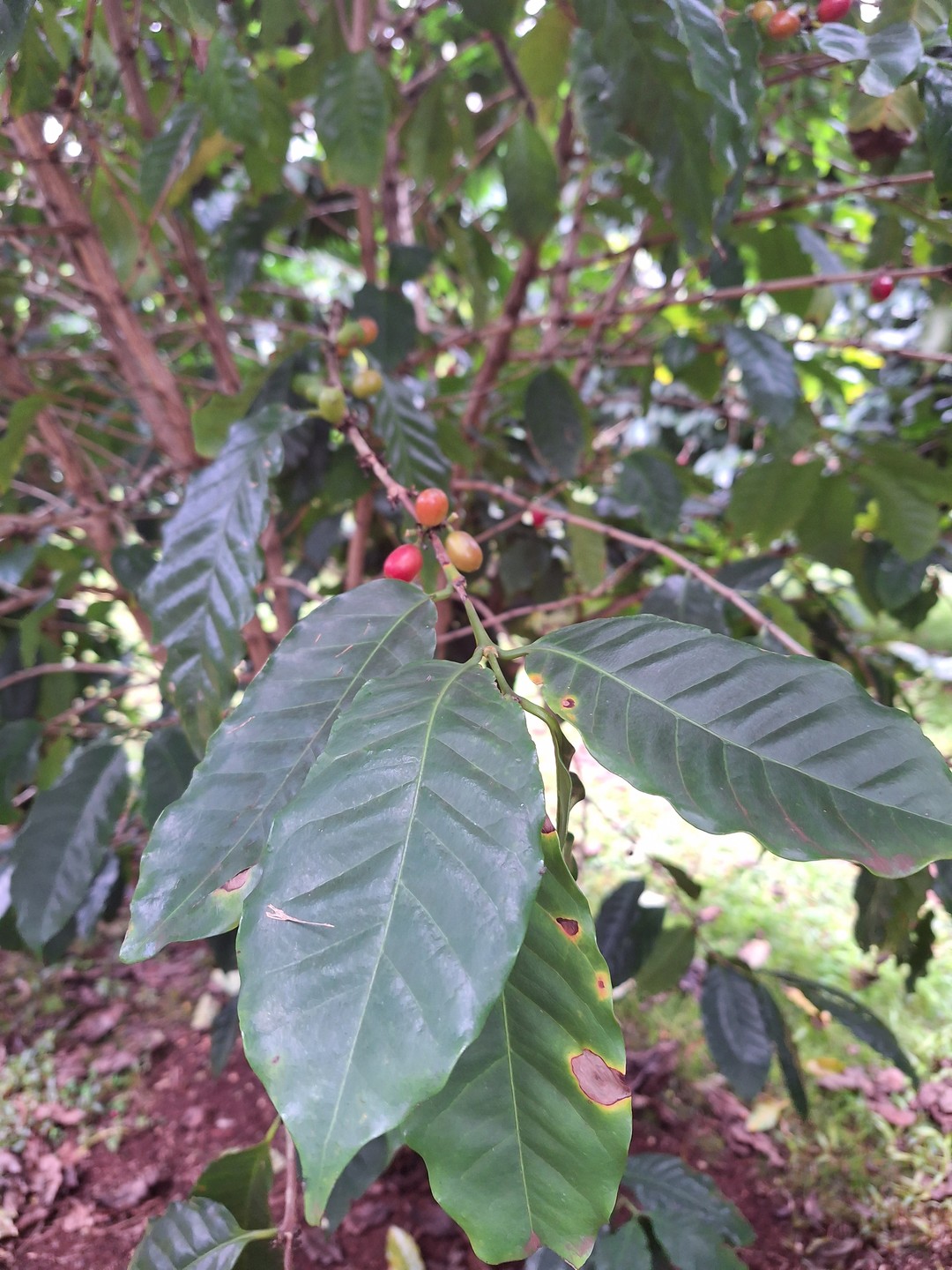 Гид Илья-супер!!! Провёл отличную экскурсию. Окунулись в райскую жизнь Гавайев!!! 🌺🌺🌺Всем рекомендуем!!! До сих пор под впечатлением.