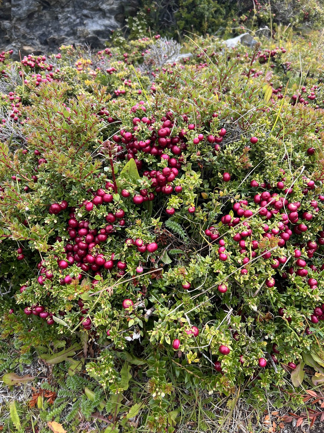 Самые лучшие рекомендации Дмитрию! Отличный гид и прекрасный собеседник. Дмитрий встретил нас по прилету в аэропорту,