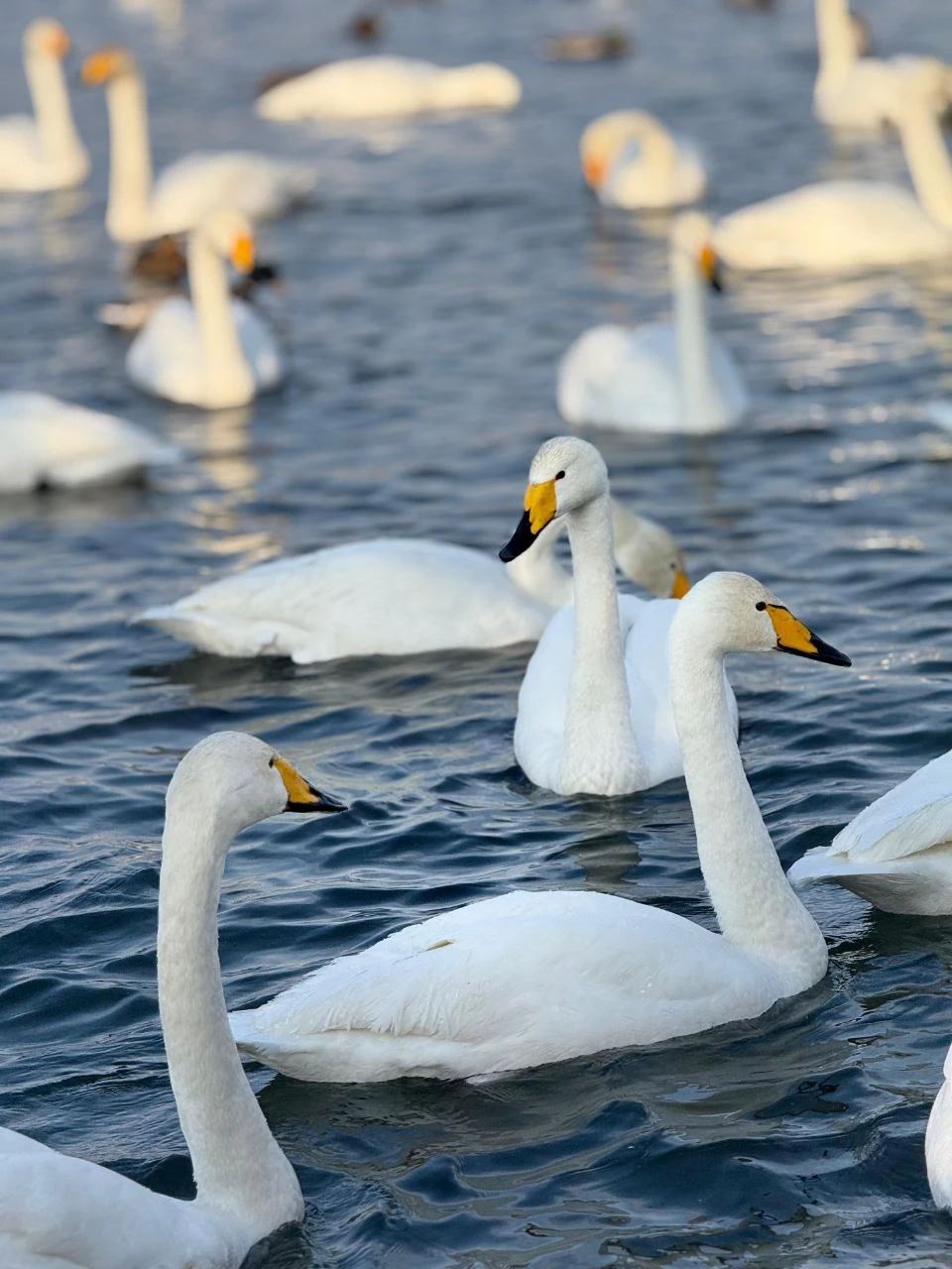 Отличная экскурсия, очень удобная машина, интересный маршрут. Было интересно посмотреть красивые улочки купеческого Бийска. Наблюдать за