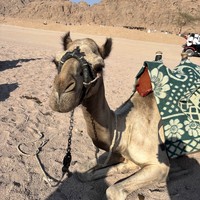 Фото отзыва 2: экскурсия "VIP-сафари на квадроциклах: из Шарм-эль-Шейха к Синайским горам (всё включено)"