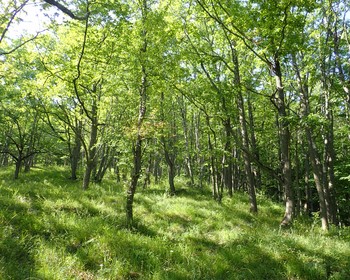 Аминовское ущелье