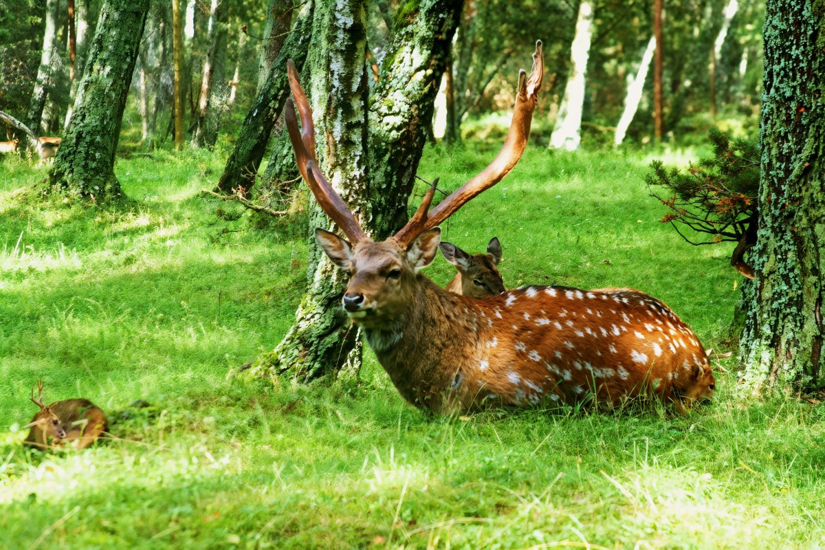 Фото Вечерняя природа Куршской косы и прогулка по заливу (из Калининграда)