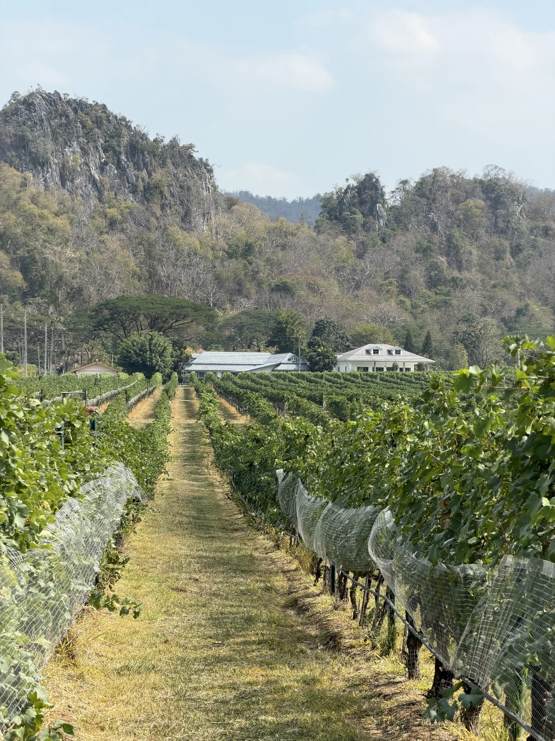 Ольга-приятный собеседник, комфортабельный автомобиль,экскурсия хорошо организована. Это наша не первая винодельня, ее уровень на высоте. Если