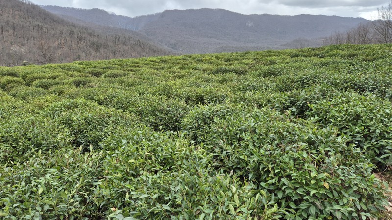 Всё было максимально удобно и индивидуально организовано. Широкий спектр знаний экскурсовода позволял общаться на любые темы.