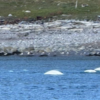 Фото отзыва 4: экскурсия "В Териберку — на встречу с китами!"