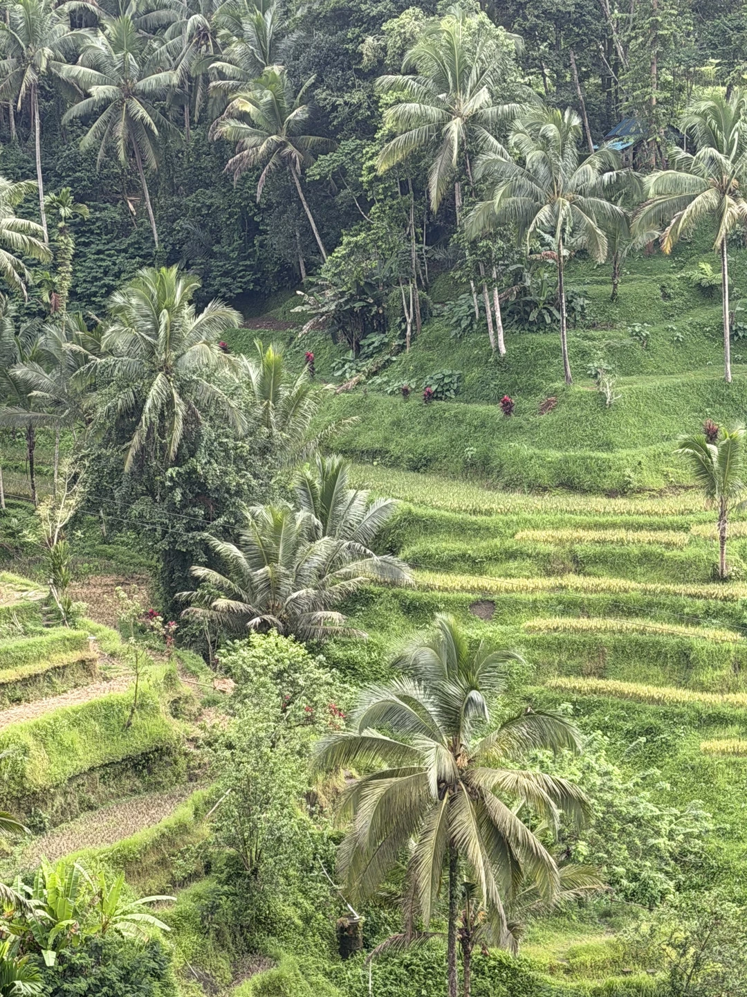 У нас был гид Вин, очень хорошо говорящий по русски! Все было супер! Экскурсия была организованна